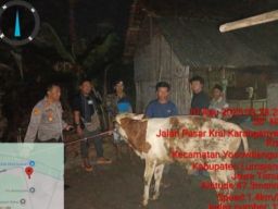 Sapi Hilang di Lumajang, Ditemukan di Belakang Gereja-Warga Kejar Pencuri hingga Kocar-Kacir!