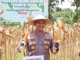 Sinergi Polri dan Petani, Polres Lumajang Gelar Panen Raya Jagung