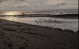 Pantai Duta, Pesona Mangrove dan Pasir Hitam di Pesisir Probolinggo
