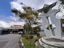 Tabebuya Semarak di Jalan Gubernur Suryo Lumajang, Mekar September–November