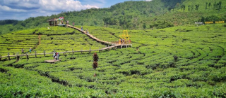 Kebun Teh Gunung Gambir, Pesona Hijau di Atas Awan Jember