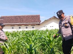 Polsek Jatiroto Tanam Jagung Dukung Program Ketahanan Pangan Nasional