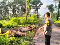 Pohon Sirsak Tumbang Timpa Pengendara, Warga Bago Lumajang Meninggal Dunia