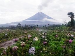 Abu Semeru Singgah di Taman Bunga, Pemerintah Lumajang Tegaskan Keselamatan Pengunjung
