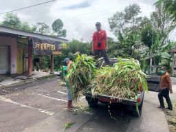 Pemkab Lumajang Percepat Penanganan Ternak Terdampak Erupsi Semeru