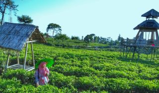 Kebun Teh Kemuning, Panorama Hijau yang Menyegarkan di Lereng Gunung Lawu Karanganyar