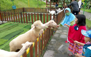 Mini Zoo Jogja Exotarium, Wisata Edukasi Ramah Keluarga di Sleman Yogyakarta