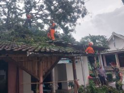 BPBD Lumajang Percepat Respons Darurat Usai Angin Kencang Terjang Klakah dan Gucialit