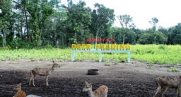 Kesambi Tree’s Park, Wisata Alam Keluarga yang Asri di Ponggok Blitar