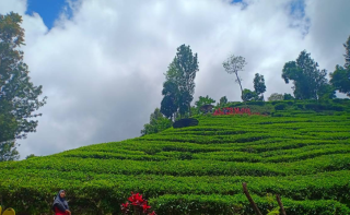 Perkebunan Teh Sirah Kencong, Pesona Hijau Pegunungan yang Menenangkan di Blitar