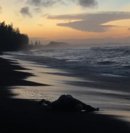 Mayat Misterius Terdampar di Pantai Dampar Lumajang, Diduga Warga Hilang Asal Bagu
