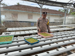 Dukung Asta Cita, Polsek Padang Gerakkan Warga Sulap Pekarangan Jadi Sumber Pangan Bergizi