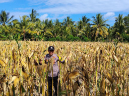 Polisi Turun ke Lahan Jagung, Polsek Tempursari Dampingi Petani Perkuat Ketahanan Pangan