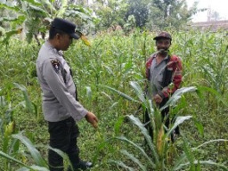 Polisi Turun ke Sawah, Polsek Ranuyoso Kawal Pertumbuhan Jagung Warga Demi Ketahanan Pangan