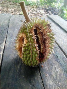 Petani Pusing Terancam gagal Panen, Daerah Penghasil Durian di Tempursari Diserbu Tupai