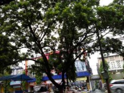 Cuaca Ekstrim, Warga Khawatir Pohon Sepanjang Jalan PB Sudirman Tumbang