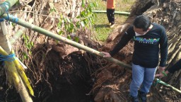 Cak Thoriq dan Bunda Indah Tanam Pohon Beringin Lumajang Baru