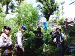 Penemuan Pohon Ganja di Bekas Caffe Sae Diperkirakan Sudah Berumur Satu Tahun