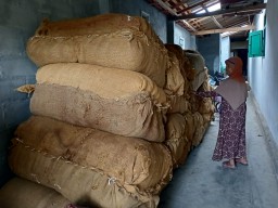 Petani Tembakau Lumajang Cemas Industri Rokok Tak Beroperasi