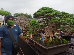 Bonsai Harianto Randuagung Dibandrol Rp. 300 Juta di Pameran Lumajang