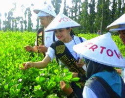 Duta Wisata Indonesia Kepincut Gucialit Dengan Wisata Petik Pucuk Daun Teh