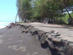 Pantai TPI Tempursari Dilanda Abrasi, Ribuan Pohon Penyangga Ombak Tumbang