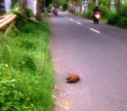 Nekat Nyebrang, Hewan Penghangat Tubuh Tewas Terlindas Kendaraan