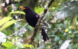 Khawatir Terdampak Erupsi Gunung Bromo, PROFAUNA Gelar investigasi Satwa di Gunung Semeru