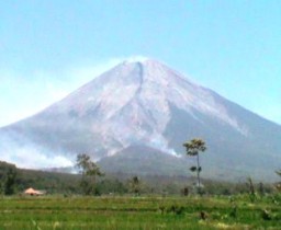 Guguran Lava Gunung Semeru, Bakar Hutan Rimba Campur