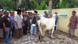 Maling Sapi Babak Belur DiHajar Massa