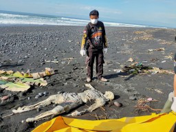 Mayat Tengkorak Busuk Ditemukan di Pesisir Pantai Watu Pecak Lumajang