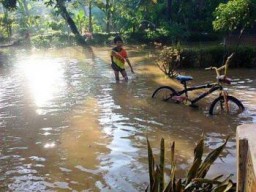 Banjir Tempursari, Tanggul Penahan Jebol Petani Terancam Gagal Panen