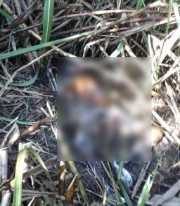 Mayat Perempuan Ditengah Kebun Tebu Rowokangkung Diduga Orang Gila