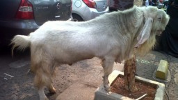 Kambing Qurban Terberat Sedunia Berasal Dari Lumajang