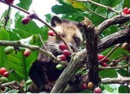 Pasrujambe Jadi Salah Satu Penghasil Kopi Luwak Organik