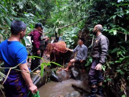 Sapi Curian Warga Pasrujambe Lumajang Ditemukan di Sungai Penuh Semak