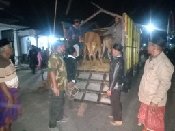 Tim Kuro Polsek Kedungjajang Gagalkan Pencurian 3 Ekor Sapi Lumajang