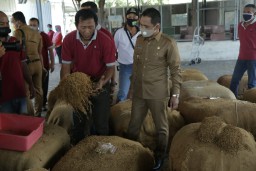 Cak Thoriq Tinjau Operasi Perdana PT. IDS Terima Tembakau Petani