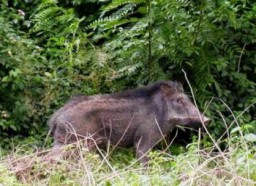 Babi Hutan Celeng Mengamuk di Situs Biting Lukai Warga Perumnas