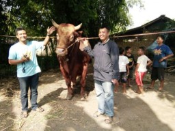 Juara 3 kali, Sapi Predator Bobot 1,4 Ton Dikurbankan