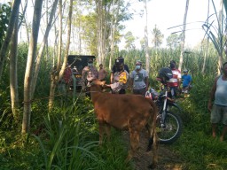 Maling Sapi Kumat Lagi di Lumajang Selatan