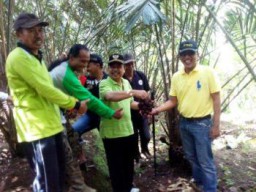 Selain Coban Sewu, Sido Mulyo Miliki Potensi Salak Pondo Berkualitas