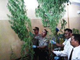 Ladang Ganja Ditengah Kota Lumajang, Polisi Tetapkan Lima Tersangka