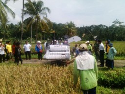 Dukung Swasembada Pangan, TNI Bersama Petani Panen Raya di Pasrujambe