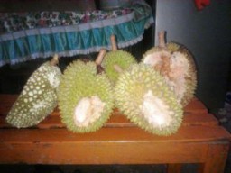 Habitat Rusak, Puluhan Tupai Serbu Kebun Durian di Tempursari