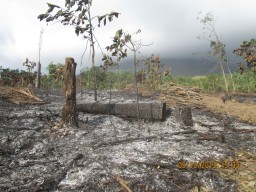 Perhutani Juga Rusak Pohon Yang Ditanam Kapolres dan Yonif 527 Lumajang, di Lemongan