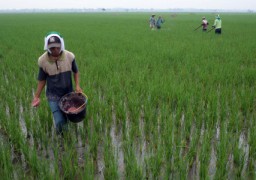 Petani di Lumajang Pusing, Pupuk Menghilang Dari Peredaran