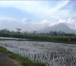 Terendam Banjir, Lima Hektar Tanaman Padi Petani Terancam Gagal Panen