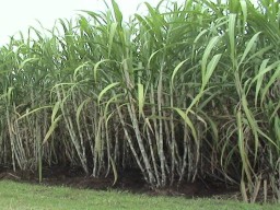 APTRI Lumajang Senang Petani Tebu Bentuk Wadah Baru HPTRL