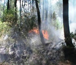 Kebakaran Hutan Pinus Gunung Semeru, Ancam Permukiman Warga